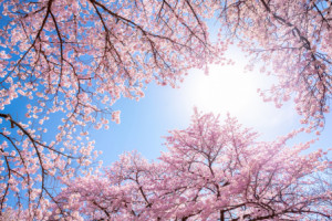 Wunschbild als Mousepad - Rosa Kirschblüte Im Frühling oder mit Eig...