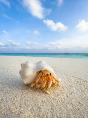 Foto auf Mousepad - Einsiedlerkrebs Am Strand oder mit Eigenem Foto