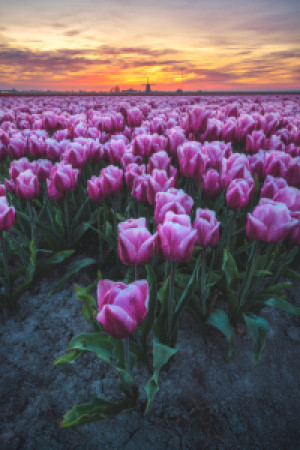 Motiv auf Mousepad - Tulpenfeld In Holland Mit Mühle oder mit Eigen...