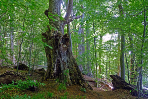Bild Mousepad - Seewanderweg oder mit Eigenem Foto