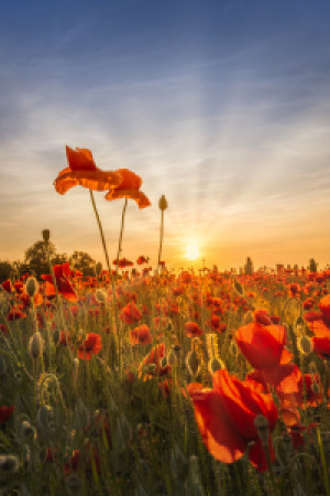 Bild auf Mousepad - Mohnblumen Im Sonnenuntergang oder mit Eigenem ...