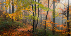 Wunschmotiv auf Mousepad - Herbstlich Bunte Zweige In Hübscher Wald...