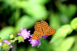 Bild auf Mousepad - Schmetterling oder mit Eigenem Foto