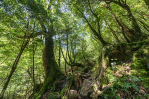 Bilder Mousepad - Lebendiger Wald oder mit Eigenem Foto