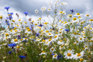 Bilder Mousepad - Wildblumen Im Sommer oder mit Eigenem Foto