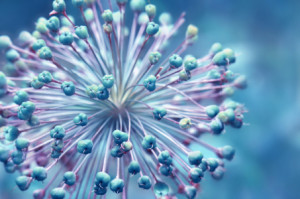 Foto Mousepad - Allium oder mit Eigenem Foto