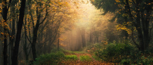 Wunschmotiv Mousepad - Verträumte Dramatische Herbstlandschaft Im W...