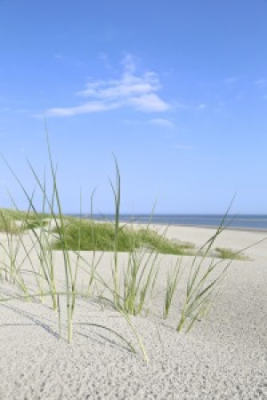 Wunschmotiv auf Mousepad - Halme Am Meer -2- oder mit Eigenem Foto