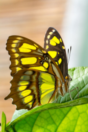 Wunschmotiv als Mousepad - Butterfly 16 oder mit Eigenem Foto