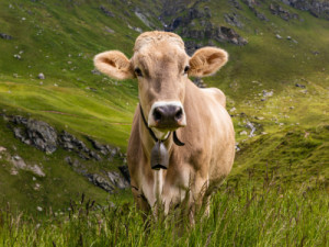 Wunschmotiv auf Mousepad - Rind Auf Einer Alm In Der Schweiz oder m...