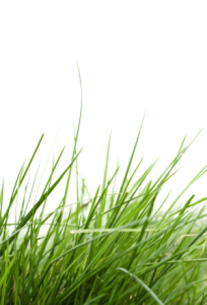 Bild auf Papier - Gras oder mit Eigenem Foto