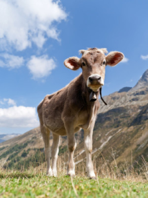 Wunschmotiv als Papier - Kalb Auf Der Alm In Den Alpen oder mit Eig...