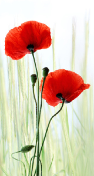 Wunschbild auf Papier - Mohnblumen oder mit Eigenem Foto