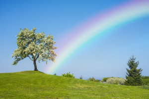 Bilder Papier - Blühender Obstbaum Mit Regenbogen oder mit Eigenem ...