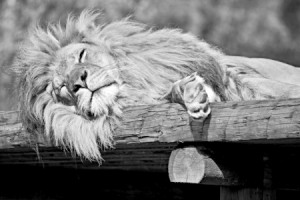 Foto Papier - Sleeping Lion oder mit Eigenem Foto