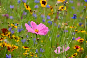 Motiv als Papier - Sommerblumen oder mit Eigenem Foto