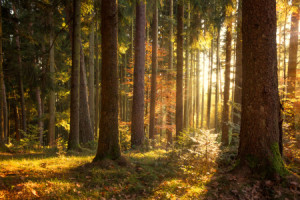 Motiv auf Papier - Idyllischer Herbstwald Im Schwarzwald oder mit E...