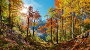 Motiv Papier - Leuchtender Bergwald oder mit Eigenem Foto