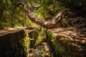 Wunschmotiv auf Papier - Lorbeerwald oder mit Eigenem Foto