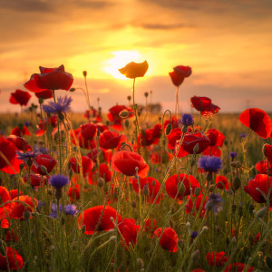 Papier - Sommermohn oder mit Eigenem Foto