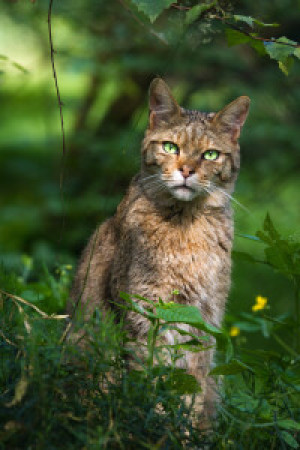 Wunschmotiv auf Papier - Wildkatze oder mit Eigenem Foto