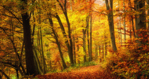 Wunschmotiv Papier - Wald Im Herbst In Angenehm Warmen Farben oder ...