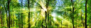 Wunschbild Papier - Frischer Grüner Wald oder mit Eigenem Foto