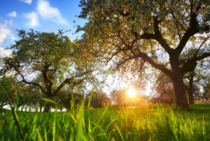 Motiv Papier - Sonnenaufgang Über Grüner Wiese Mit Baum oder mit Ei...
