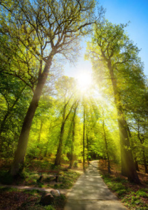 Bild Papier - Die Sonne Scheint Durch Bäume Im Park oder mit Eigene...