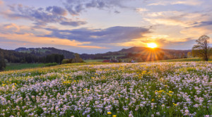 Wunschbild auf Papier - Blumenwiese Bei Sonnenuntergang Im Frühling...