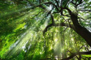 Foto auf Papier - Lichtstahlen Fallen Durch Majestätischen Baum ode...