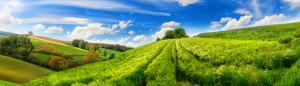 Wunschbild Papier - Idyllisches Gerstenfeld Unter Schönen Wolken od...