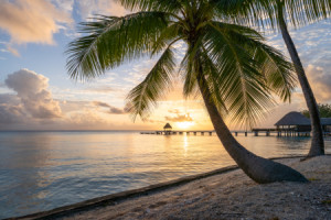 Motiv Papier - Sonnenuntergang Am Palmenstrand oder mit Eigenem Foto