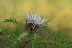 Bilder Papier - Silberdistel oder mit Eigenem Foto