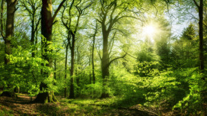 Fotos Papier - Grüner Wald Im Sonnenlicht oder mit Eigenem Foto