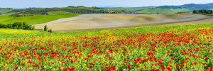 Wunschmotiv Papier - Mohnblumen oder mit Eigenem Foto