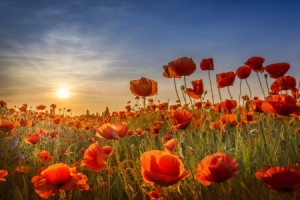 Motiv als Papier - Mohn Im Sonnenuntergang oder mit Eigenem Foto
