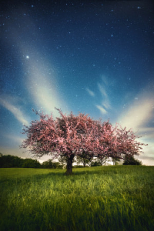 Bild Papier - Blühender Baum Mit Sternenhimmel oder mit Eigenem Foto