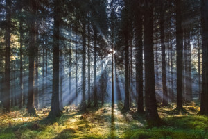 Wunschmotiv Papier - Morgenstimmung oder mit Eigenem Foto