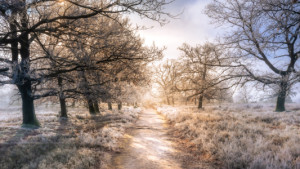 Foto Papier - Sonne Nebel Und Frost oder mit Eigenem Foto