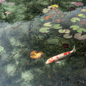 Bild auf Papier - Japanischer Koi Im Teich oder mit Eigenem Foto