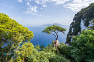 Foto Papier - Einsame Kiefer Auf Capri oder mit Eigenem Foto