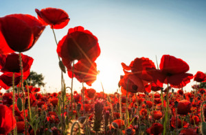 Wunschmotiv als Papier - Poppies Dream oder mit Eigenem Foto