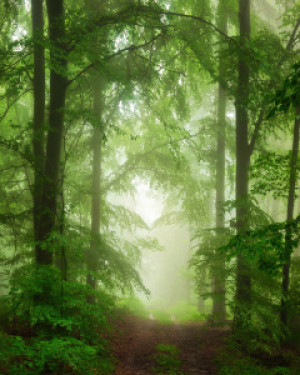 Bild auf Papier - Malerische Naturlandschaft Im Nebel Im Grünen Wal...