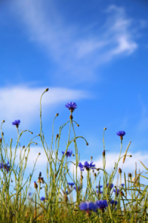 Motiv als Papier - Blau Im Feld oder mit Eigenem Foto