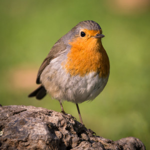 Papier - Rotkehlchen - Portrait Vogel oder mit Eigenem Foto
