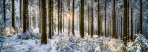 Foto Papier - Wald Panorama Im Winter oder mit Eigenem Foto