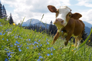 Motiv als Posterdruck - Kleines Kälbchen oder mit Eigenem Foto