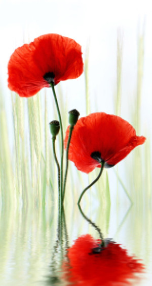 Motiv Poster - Mohnblumen oder mit Eigenem Foto