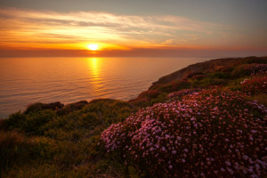 Motiv auf Poster - Flowers Sunset oder mit Eigenem Foto